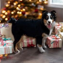 Hot Rod - Miniature Australian Shepherd