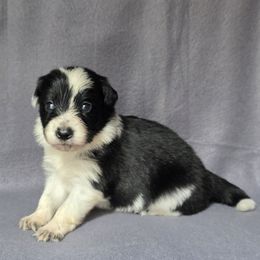 Fire - Black and white female Border Collie puppy in East Brady, Pennsylvania from Riverwood