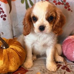 Ruby - Blenheim female Cavalier King Charles Spaniel puppy in Conway, Missouri from The Wright Snuggle