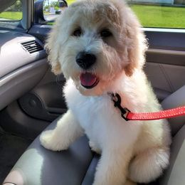 Goldendoodle Puppies from Melodies Daytona Doodles