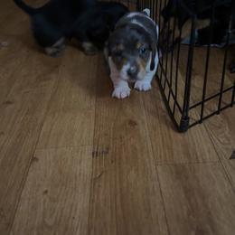 Dachshund Puppies from Alicia's mini dachshund