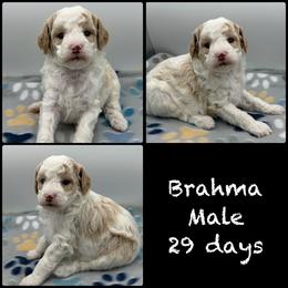 Brahma - Parti male Poodle puppy in Grass Valley, California from Sapphire Ridge Poodles