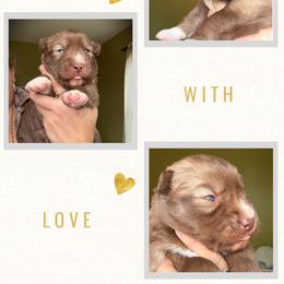 Bloom - Red and white female Siberian Husky puppy in Florence, Kentucky from Moonlight Howl Huskies