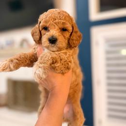 Girl 1 - Apricot female Goldendoodle puppy in North Royalton, Ohio from Johnson's Doodles