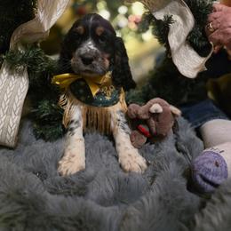 Ivy - Tri-Roan female English Springer Spaniel puppy in Cookeville, Tennessee from Krossroads Kennel