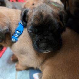 Green - Brindle female Boxer puppy in Titusville, Pennsylvania from Perry Hill Bullies