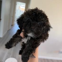 Puppy 3 - Brindle female Poodle puppy in Grass Valley, California from Cuddle Paws Poodles