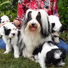 Tibetan Terriers from Windamere Tibetan Terriers