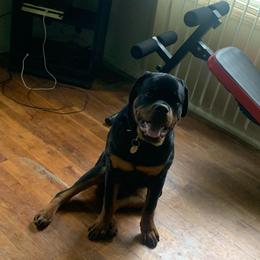 Ace - Black and rust male Rottweiler puppy in Detroit, Michigan from Rottweiler Land