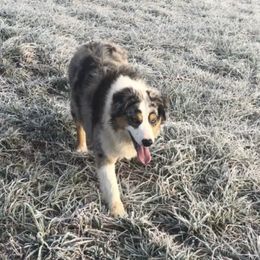 Reno - Australian Shepherd