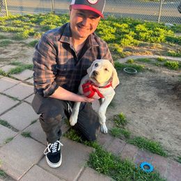 Aurora older starter puppy girl - Yellow Labrador Retriever puppy in Live Oak, California from Blanco Labradors