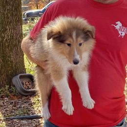 Collie Puppies from Lost Acres