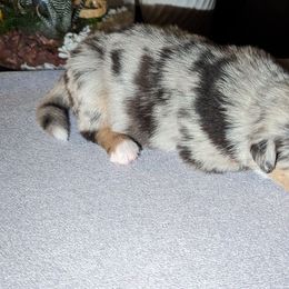 Nyx - Blue merle Australian Shepherd puppy in Orlando, Florida from Catalina Aussies