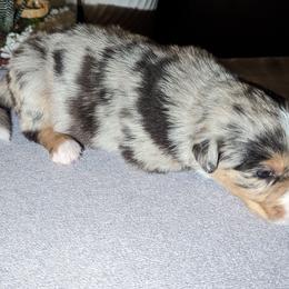 Nyx - Blue merle Australian Shepherd puppy in Orlando, Florida from Catalina Aussies
