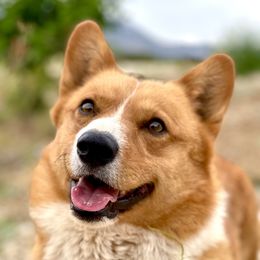 Mango - Pembroke Welsh Corgi