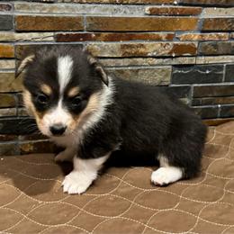 Boy 3 - Black and tan male American Corgi puppy in Visalia, California from VIP Stables
