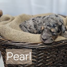 Pearl - Merle female Saint Berdoodle puppy in Battle Ground, Washington from Mad Hatter Farms Saint Berdoodles