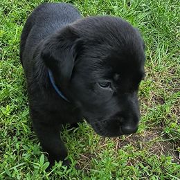 Labrador Retrievers from Huebbe's Labradors