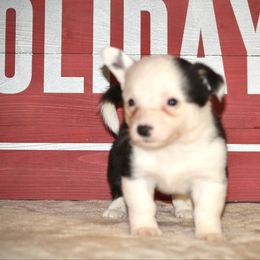 Dunkin - Black and white male Cardigan Welsh Corgi puppy in Leonard, Texas from Southern Rose Corgis