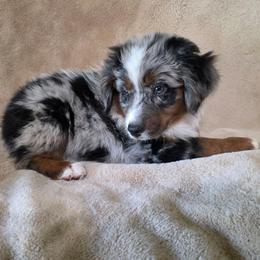 Yoshi - Blue merle male Miniature Australian Shepherd puppy in Copperas Cove, Texas from Hidden Leaf Aussies