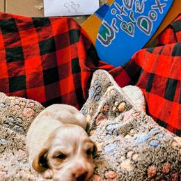 Creed - Piebald male Dachshund puppy in Hollis, Oklahoma from Write Breed Doxies
