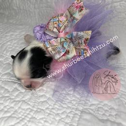Shih Tzu Puppies from Shurbeez Shih Tzu