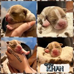 Khan - Blue fawn male American Bully puppy in Princeton, Texas from District 12 Kennels