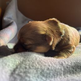 Charlie - Chocolate brindle male Havanese puppy in Starr, South Carolina from Home with Havanese