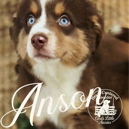 Anson - Red tri male Miniature Australian Shepherd puppy in Ennis, Texas from God’s Little Aussies