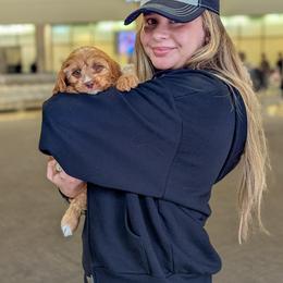 Cavapoo Puppies from WW Cavapoos