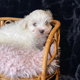 Honor - White and tan male Maltese puppy in Bennettsville, South Carolina from Cottonwood Maltese