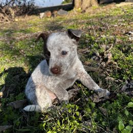 Australian Cattle Dog Puppies from Twisted C Heelers