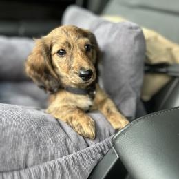 Dachshund Puppies from The long dogs of indiana