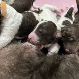 Poodle Puppies from Country Side Kennels