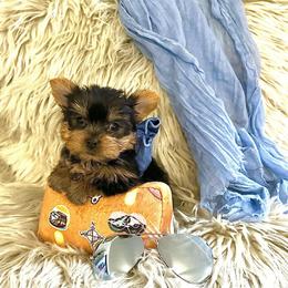 Little Boy Blue - Black and tan male Yorkshire Terrier puppy in Fairview, West Virginia from Prims Puppies LLC