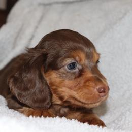 Chocolate and Tan Boy 1 - Chocolate and tan male Dachshund puppy in Pontotoc, Mississippi from Doubletake Doodles & Dachshunds
