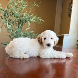 Kathani - Parti female Goldendoodle puppy in Barstow, California from Golden Desert Doodles