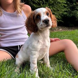 Patch - Buff and white male Cockapoo puppy in Strasburg, Pennsylvania from Dana's Domain Cockapoos