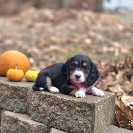 AKC Meet Baby Girl 1 :) - Piebald female Dachshund puppy in Centerville, Iowa from Barnyard Dachshunds, Dals & Doodles