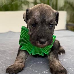 Cartier - Salt and pepper female Miniature Schnauzer puppy in Cape Coral, Florida from Ruby the poodle