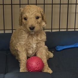 Master Arthur - Cream male Goldendoodle puppy in Huntingdon, Tennessee from McCaslin's Doddles
