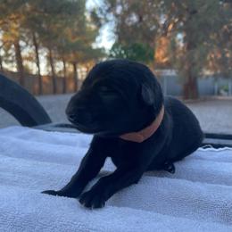 Baron (Brown) - Black male German Shepherd puppy in Pahrump, Nevada from Wachhund Kennels