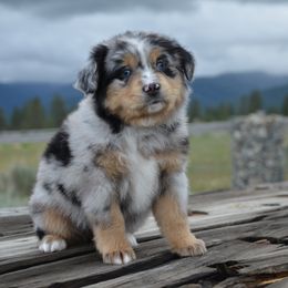 BMF-2 - Blue merle female Miniature American Shepherd puppy in Baker City, Oregon from Back Country Aussies