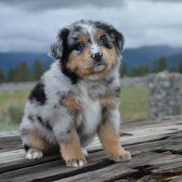 BMF-2 - Blue merle female Miniature American Shepherd puppy in Baker City, Oregon from Back Country Aussies