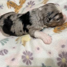 Jessi - Blue merle female Aussiedoodle puppy in Warrensburg, Missouri from Dreamer Ridge Puppies
