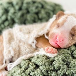 Boy 4 - Goldendoodle puppy from MightyDoods