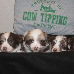 Miniature Australian Shepherd Puppies from Helm Farms Aussies