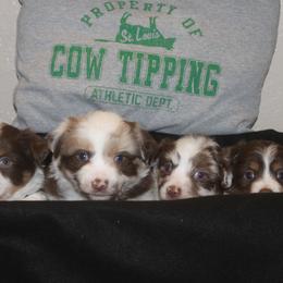 Miniature Australian Shepherd Puppies from Helm Farms Aussies