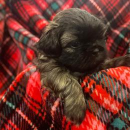 Shih Tzu Puppies from AKC Shih Tzu Champion Line Puppies