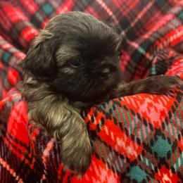 Shih Tzu Puppies from AKC Shih Tzu Champion Line Puppies